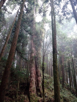 晨光 叢林 素材 風景 森林