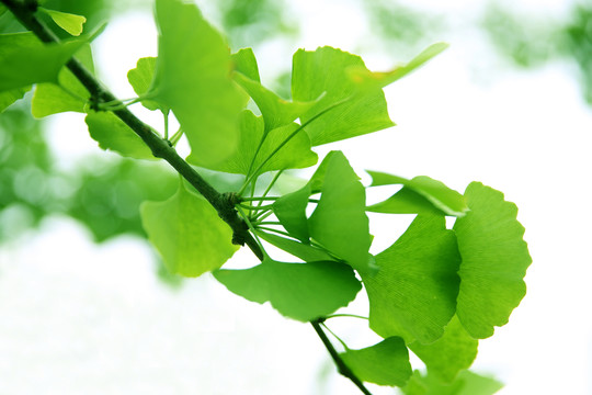 綠樹(shù)葉