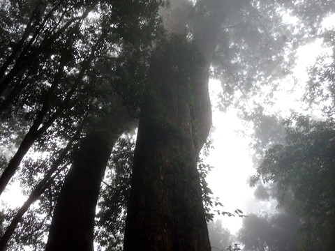 叢林 素材 風景 森林 樹林