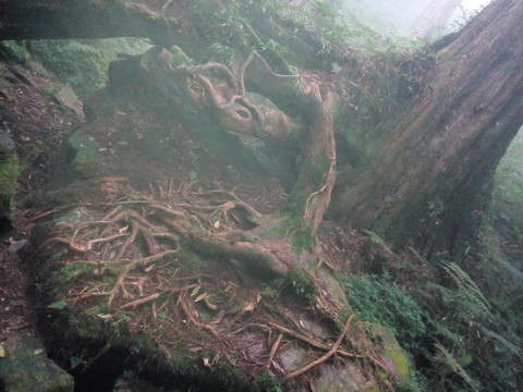 樹根 霧