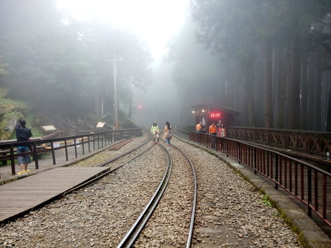 樹(shù)林 鐵路 霧
