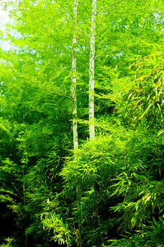 竹林