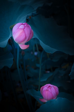 荷花