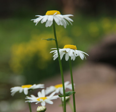 野菊