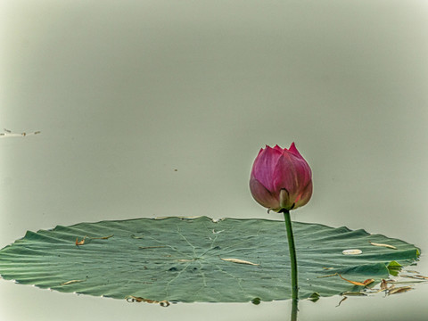 荷花