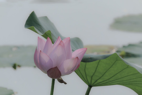 荷花