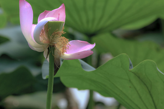 荷花