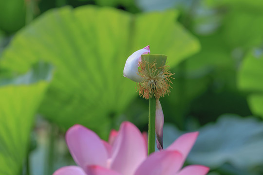 荷花1