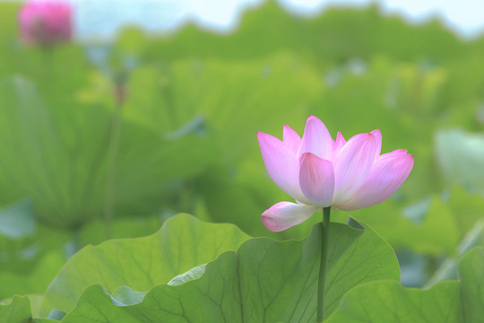 荷花1