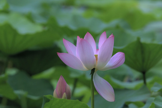 荷花5