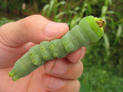 豆蟲(chóng)