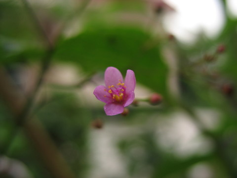 小花
