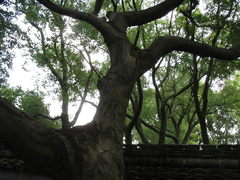古樹
