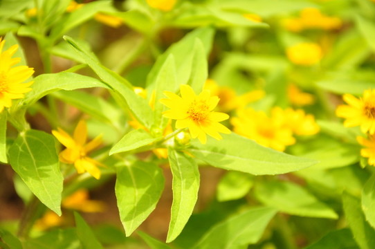 花卉 花瓣 黄色花