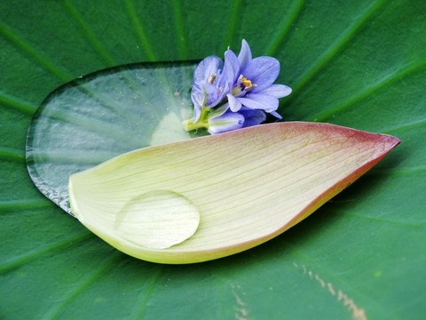 荷花組合
