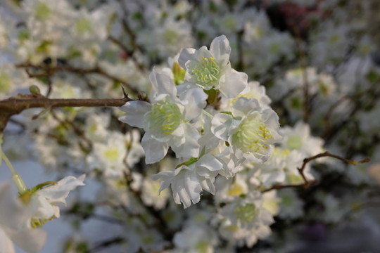仿真花 干花
