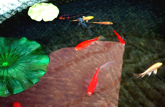 荷葉游魚