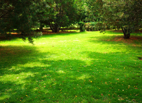 樹林草地 陽光 公園