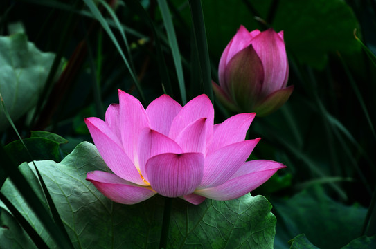 荷花