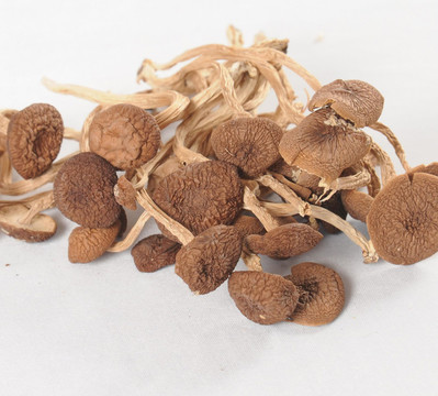 茶樹菇