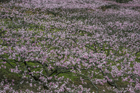 桃花盛開(kāi)的地方