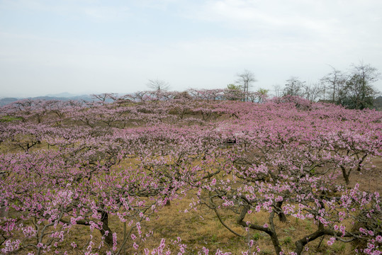 桃花塬