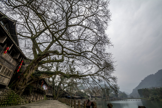 小鎮(zhèn)古樹