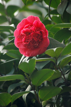 山茶花