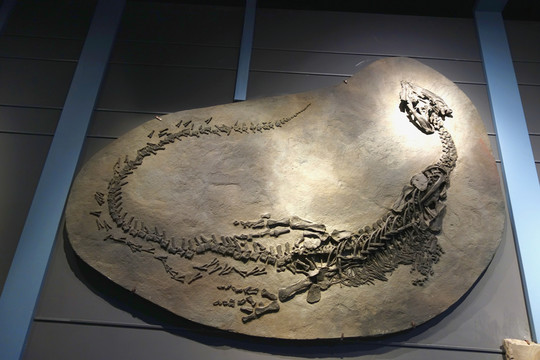 恐龍化石 短吻貧齒龍