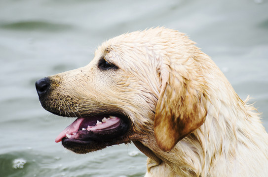 拉布拉多犬 尋回獵犬