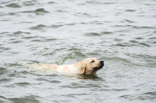 拉布拉多犬 尋回獵犬