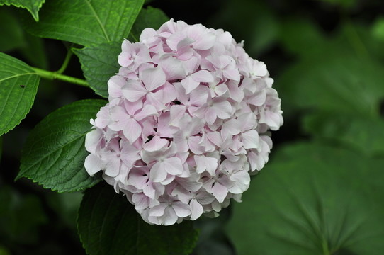 八仙花