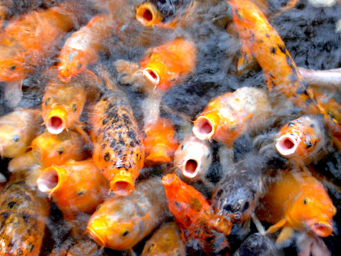 錦鯉搶食