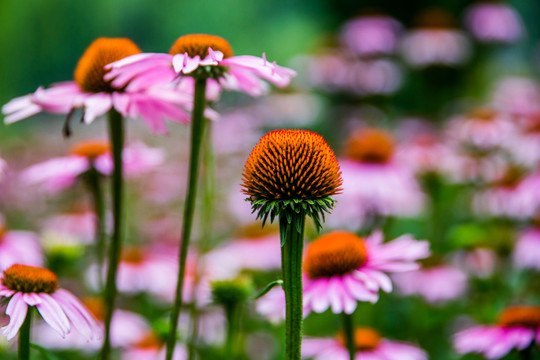 金盞菊