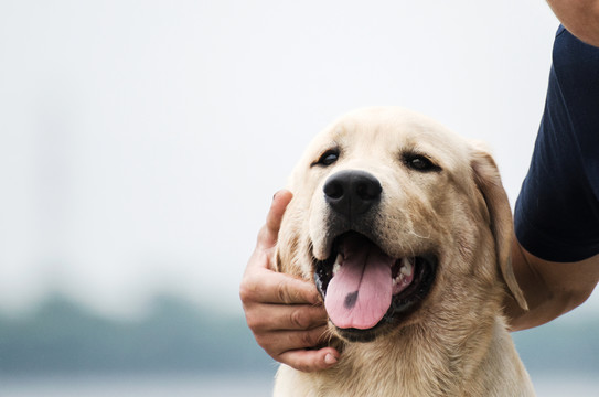 拉布拉多犬 男人和狗