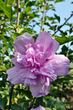 木槿花