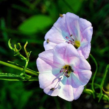 牽牛花