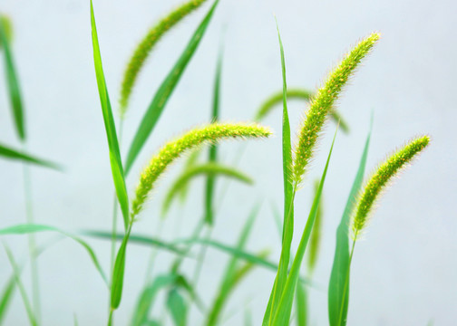 狗尾草