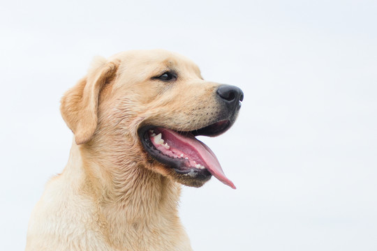 拉布拉多犬 尋回獵犬