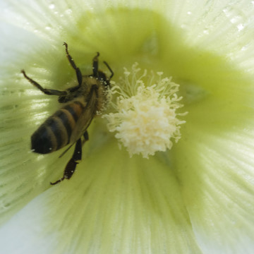 蜜蜂
