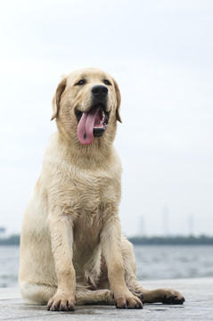拉布拉多犬 尋回獵犬 坐著