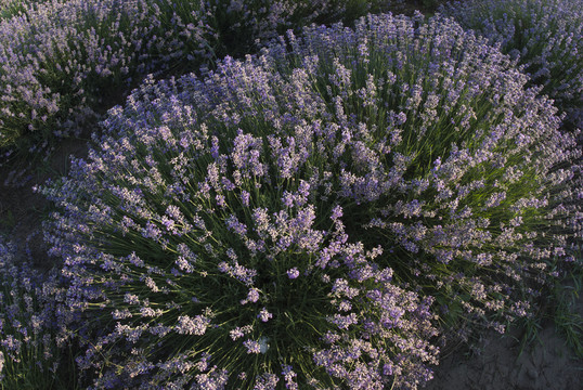 薰衣草