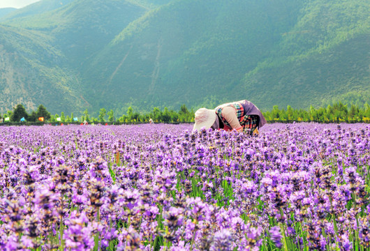 麗江 薰衣草