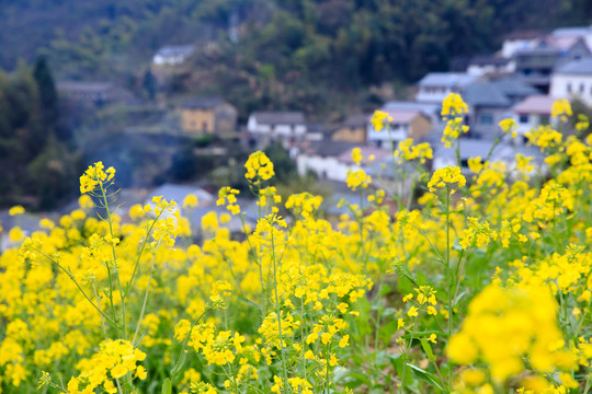 鄉(xiāng)村油菜花田