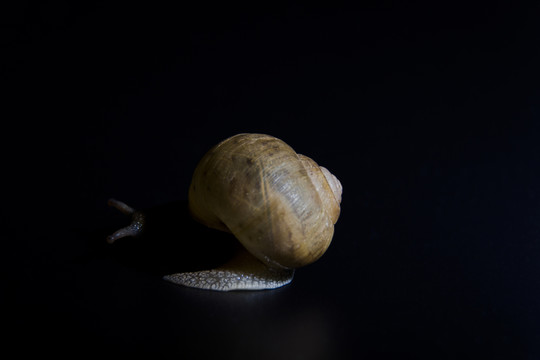 緩慢爬行的蝸牛背影jpg