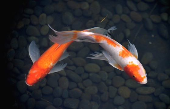 紅鯉魚(yú)