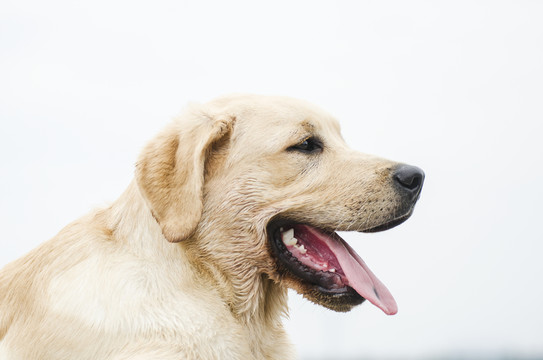 拉布拉多犬 尋回獵犬