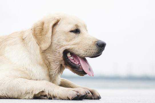 拉布拉多犬 尋回獵犬