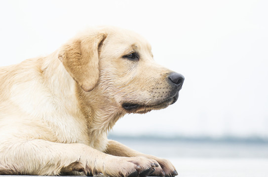拉布拉多犬 尋回獵犬
