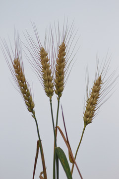 小麥